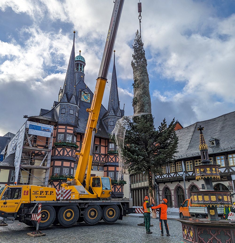 Der Wernigeröder Weihnachtsbaum wurde aufgestellt